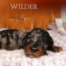Wilder - Merle male Bernedoodle puppy in Bowling Green, Ohio from Windy Creek Doodles