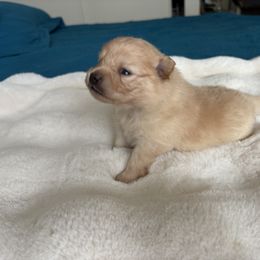Pomeranian Puppies from Fam. Pomerania
