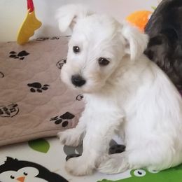Boy 2 - Miniature Schnauzer puppy from Schnauzer Affinity