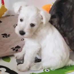 Boy 2 - Miniature Schnauzer puppy from Schnauzer Affinity