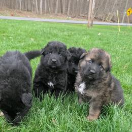 German Shepherd puppies from Von Nikolaos German Shepherds