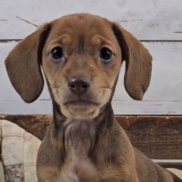 Dachshunds and French Bulldogs from Brooklyn Beefcakes