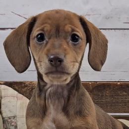 Dachshunds and French Bulldogs from Brooklyn Beefcakes