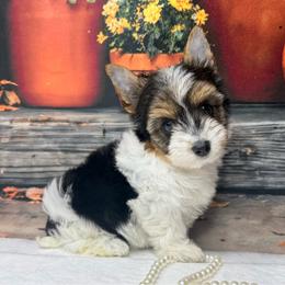 Willow 4500 - Black tan and white female Biewer Terrier puppy in Douglas, Georgia from South Georgia Yorkies and Biewers