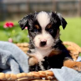Loretta - Black tri female Toy Australian Shepherd puppy in Covington, Louisiana from Corner Oak Aussies