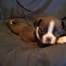 Boston Terrier Puppies from Willis Family Boston's