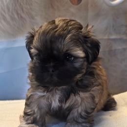 Mira - Sable female Shih Tzu puppy in Mesa, Arizona from House of Zen Shihtzus