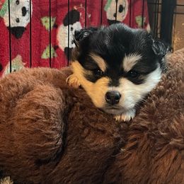 Finley - Black and white Pomsky puppy in Washington from Husky Haven WA