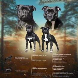 Staffordshire Bull Terrier All Grown Up from Bruhaus Kennels