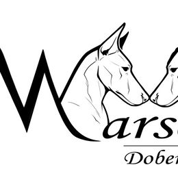 Doberman Pinschers from Warsong Dobermans