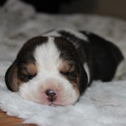 Willow - Black tan and white female Beagle puppy in Morrill, Kansas from Kelle Beagles
