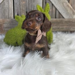Handsome Chocolate Boy - Chocolate and tan male Dachshund puppy in Austin, Colorado from Colorado Mini Dachshunds & Mini Pomskies