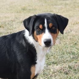 Katoom - Appenzeller Sennenhund