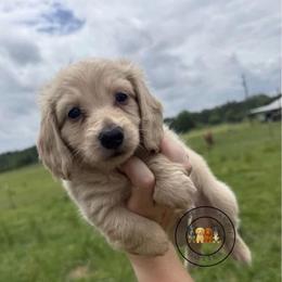CCM3 cream-red - Cream male Dachshund puppy in Carthage, Texas from Rafter C Ranch Doxies
