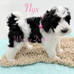 Nyx - Black and white female Bernedoodle puppy in Omaha, Nebraska from Whimsy Doodles