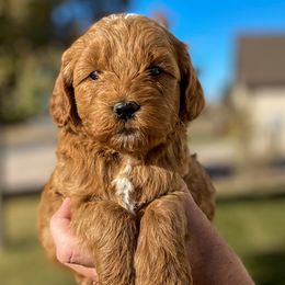 Cavapoo and Goldendoodle Puppies from A2Z Doodles