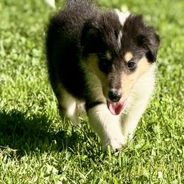 Toby - Black white and tan male Collie puppy in Plato, Minnesota from Minnesota Collies