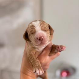 Forrest - Apricot male Goldendoodle puppy in Cold Spring, Minnesota from A.N.A. Doodles