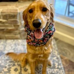 Cady - Golden Retriever