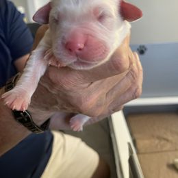 Burgundy Boy - Light golden male Golden Retriever puppy in Peoria, Arizona from Westwing Retrievers