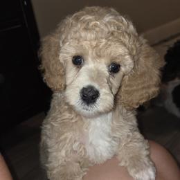 America - Cream female Poodle puppy in Taylors, South Carolina from Sosebees toy & mini poodles