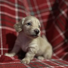 Pumpkin - Cream male Dachshund puppy in Sebring, Florida from Mini Weenies