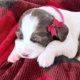 Fuchsia Collar - Liver and white female English Springer Spaniel puppy in Tea, South Dakota from Mindy Haliburton