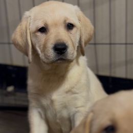 Girl 3 - Yellow female Labrador Retriever puppy in Camden, Tennessee from Pure Heaven Labs