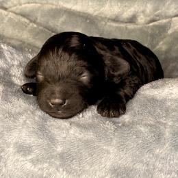 Boy 1 - Black male Assorted Doodle Crosses puppy in Tropic, Utah from Lady Paws-Kara