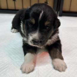 Orange collar - Black tri-color male Australian Shepherd puppy in Winston Salem, North Carolina from Serenity Acres Aussies
