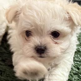 Cavapoos, Cockapoos, Goldendoodles, Maltipoos, Poodles, and Yorkipoos from Painted Rose Poodles and Doodles
