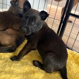 Leia (Mint) - Black sable female Belgian Malinois puppy in Buckeue, Arizona from Légende Vivante Du Chief Kennel