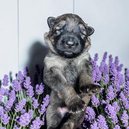 Fuji - Sable male German Shepherd puppy in Oakland, Oregon from VHM German Shepherds