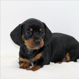 Female 2 - Black and tan female Dachshund puppy in Childress, Texas from Taylor Farms