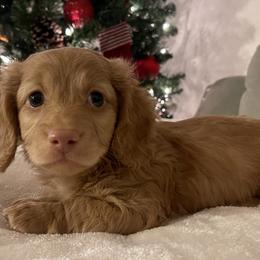 Boy 1 - Cream Dachshund puppy in Tustin, California from Teenie Weenie Doxies