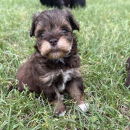 Tessie lil girl - Liver female Miniature Schnauzer puppy in Groesbeck, Texas from Ranch 4M