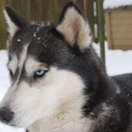 lUPA - Siberian Husky