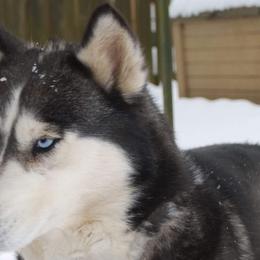 lUPA - Siberian Husky