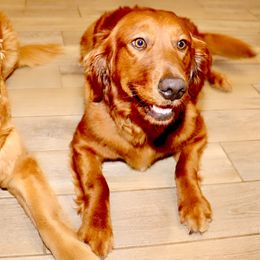 Golden Retriever and Miniature Australian Shepherd All Grown Up from Raised Right Pups
