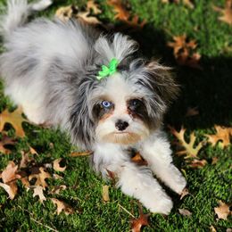 Cavapoos, Goldendoodles, Poodles, and Shihpoos from Sugarland's Texas Goldendoodles