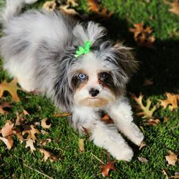 Cavapoos, Goldendoodles, Poodles, and Shihpoos from Sugarland's Texas Goldendoodles