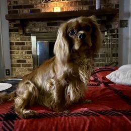 Hazel - Cavalier King Charles Spaniel