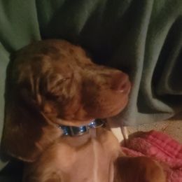 Chihuahua and Dachshund Puppies from Hope's pups