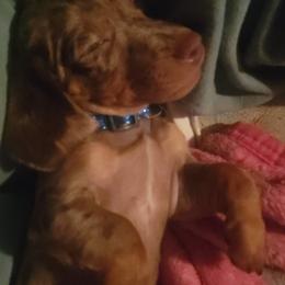 Chihuahua and Dachshund Puppies from Hope's pups