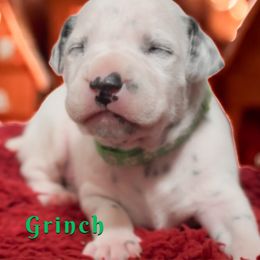 Grinch - White and black male Dalmatian puppy in Whitwell, Tennessee from Rock a Dalmatian “RockADal”