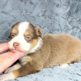 Hershey - Red tri female Miniature Australian Shepherd puppy in Alabama from SBA Aussies
