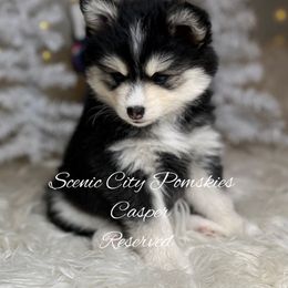 Casper - Black and white male Pomsky puppy in Rossville, Georgia from Scenic City Pomskies