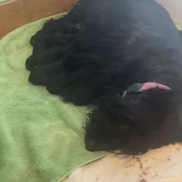 Princess - Scottish Terrier