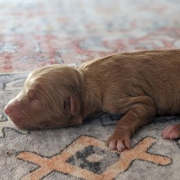 Purple collar - Red female Companion Cross puppy in Tom's Brook, Virginia from rising sun duck tollers