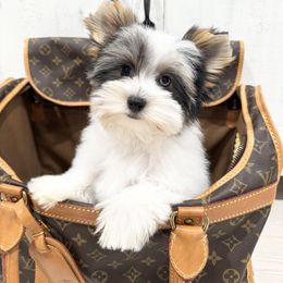 Biewer Terrier and Yorkshire Terrier Puppies from Coastal Yorkshire Terrier Yorkies & Biewer Terriers